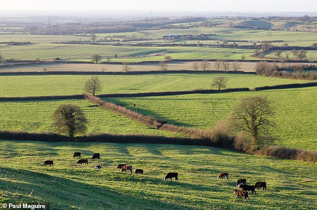 Hecken sind seit der Bronzezeit ein fester Bestandteil unserer ländlichen Landschaft. Sie markieren traditionell Grenzen und halten Vieh.  Im Bild Hecken in Aylesbury Vale, Buckinghamshire