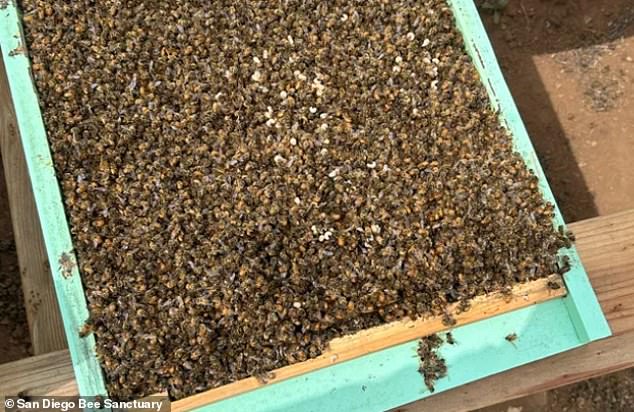 Ungefähr drei Millionen Bienen starben im September über Nacht in einem Schutzgebiet in Kalifornien, und Experten haben endlich die mysteriöse Ursache für das Massensterben aufgedeckt