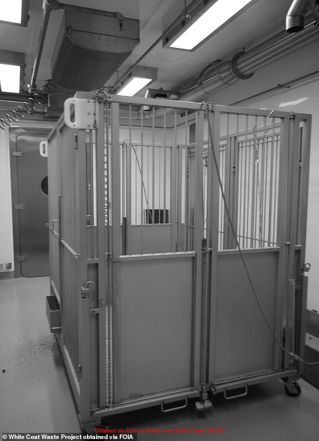 Fotos zeigen Ferkel, die in kleinen und unhygienischen Käfigen untergebracht sind