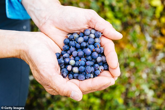 Exhale Organic House Roast sagt, dass sein Kaffee so viele Antioxidantien enthält wie 12 Körbe Blaubeeren