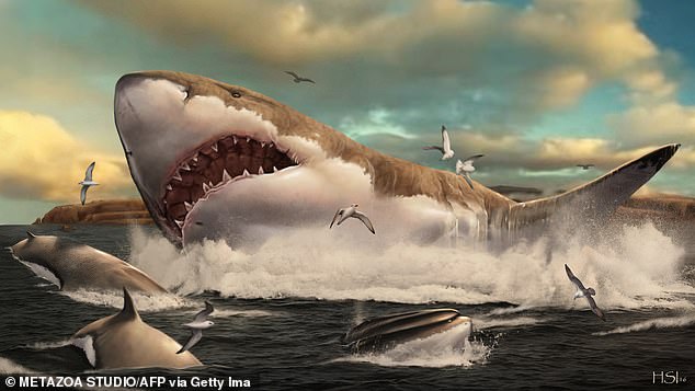 Forscher der University of California, Riverside, sagen, dass frühere Studien aufgrund der Schätzungen auf modernen Weißen Haien eine falsche Vorstellung von der Form des Megalodons hatten (künstlerische Darstellung).