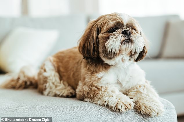 Tierärzte des Royal Veterinary College (RVC) haben die häufigsten Erkrankungen bei Shih Tzu-Hunden im Vereinigten Königreich aufgedeckt (Archivbild)