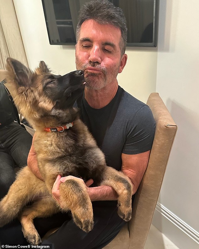 Simon Cowell, 64, teilte am Donnerstag auf Instagram bezaubernde Schnappschüsse mit Hündchen Pebbles, als der Hundeliebhaber den Neuzugang in seiner Familie ankündigte