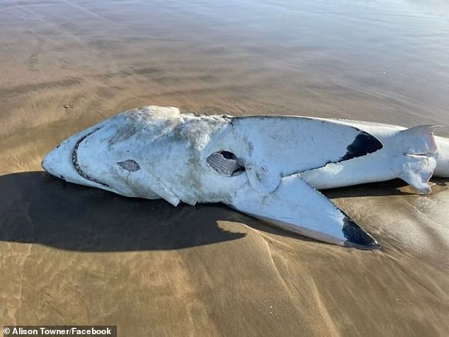 Ein anderer großer weißer Kadaver, gesehen, nachdem ihm die Leber von Orcas präzise herausgerissen wurde
