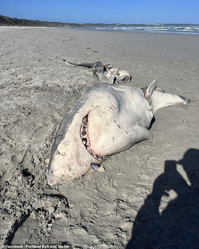 Der Weiße Hai wurde mit intaktem Kopf und Rückgrat an den Strand gespült, aber seine Leber fehlte.  Schilder deuteten auf Schwertwale hin