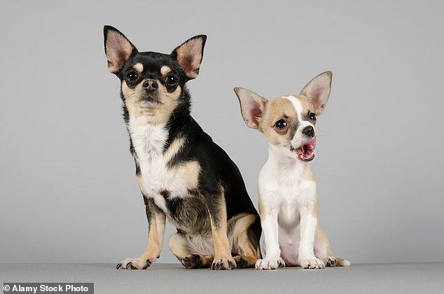 Forscher der University of Washington fanden heraus, dass beide Gruppen an der gleichen Anzahl von Krankheiten leiden, aber diejenigen, die kleinere Hunde befallen, sind bei weitem nicht so schwerwiegend