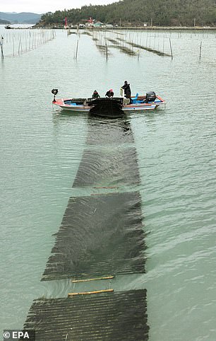 Oben: Fischer ernten „Maesaengi“-Algen auf einer Meeresfarm vor Jangheung, Südkorea, im Januar 2024