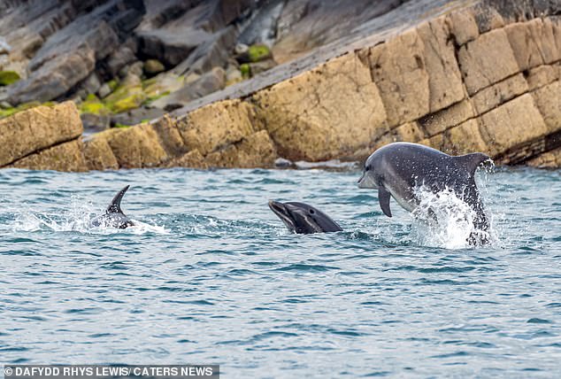 For a harder test, MailOnline shared a recording of dolphins in Cardigan Bay, Wales (pictured). Dr Kershenbaum says that dolphin communications are some of the hardest to study