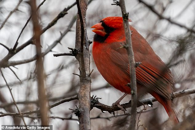 We sent Dr Kershenbaum a recording of a Northern Cardinal's mating call, which it uses to mark its territory and attract a mate. Compared to the rich complexity of dolphins' varied whistles and clicks, he says this challenge is much simpler.