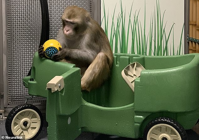 Pictured is an image of a monkey from Neuralink's website. According to document states, 'Animals will be chair restrained for a maximum of five hours over the course of a single day. They may be chair restrained multiple times in a single day'