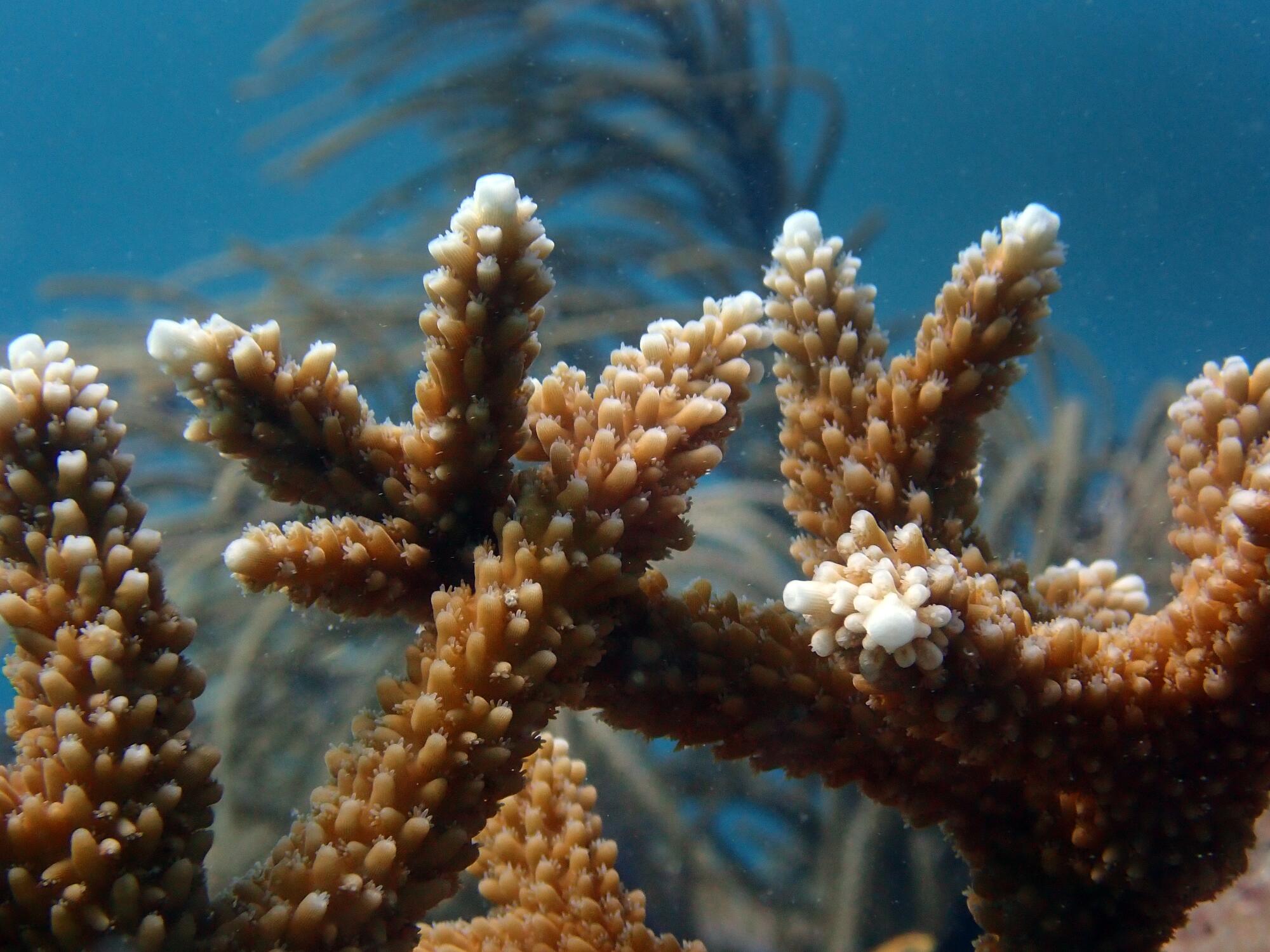 Eine Unterwasseransicht von Hirschhornkorallenzweigen, deren Spitzen weiß gebleicht sind. 