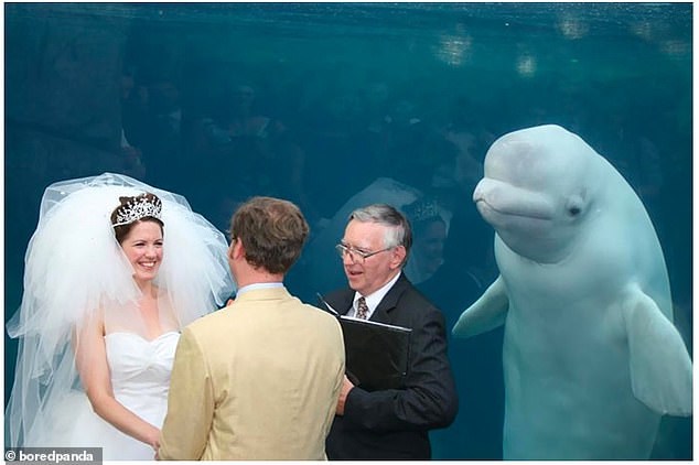 Ich tue!  Während sie im Mystic Aquarium in Connecticut ihr Gelübde ablegten, wurde dieses glückliche Paar von einem sehr neugierigen Beluga-Wal fotografiert.