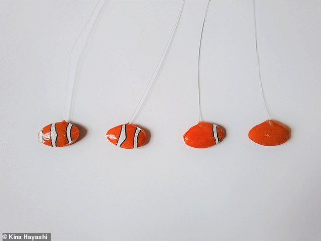 Die Forscher isolierten kleine Schwärme von drei jungen Clownfischen in einzelnen Becken und filmten ihre Reaktionen entweder auf ein einfaches orangefarbenes Fischmodell oder auf Modelle, die mit einem, zwei oder drei weißen Streifen bemalt waren – und zählten, wie oft der Fisch biss und versuchte, ihn zu verjagen der beleidigende Eindringling