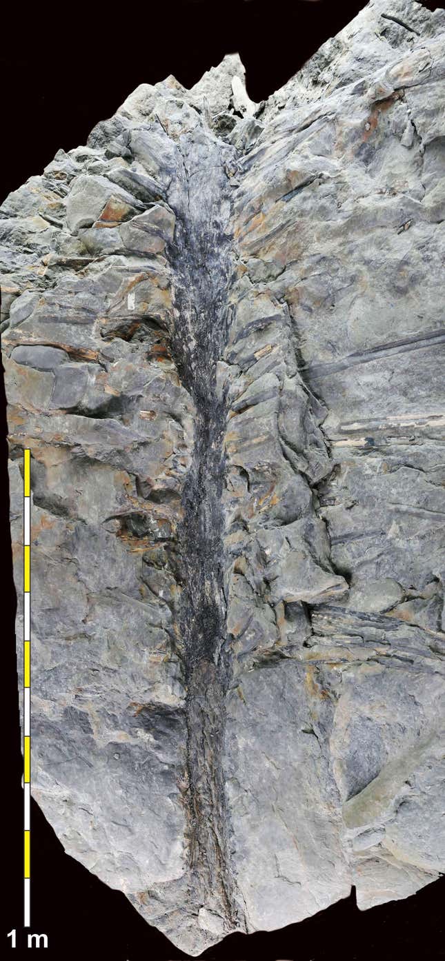 Ein Fossil des 350 Millionen Jahre alten Baumes.