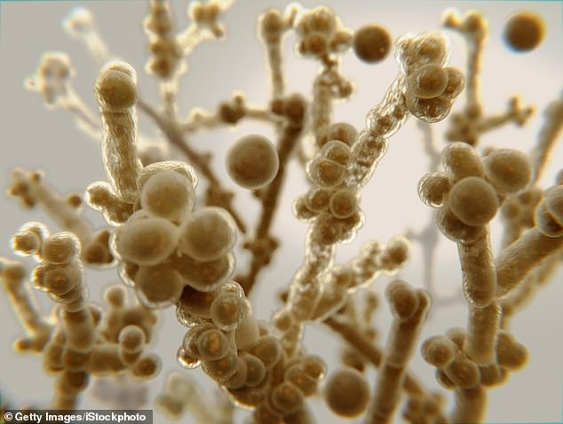 Das Obige ist ein Archivbild des Pilzes Candida auris, der häufiger in Krankenhäusern vorkommt, wo er sich durch Kontakt mit kontaminierter Ausrüstung verbreitet.