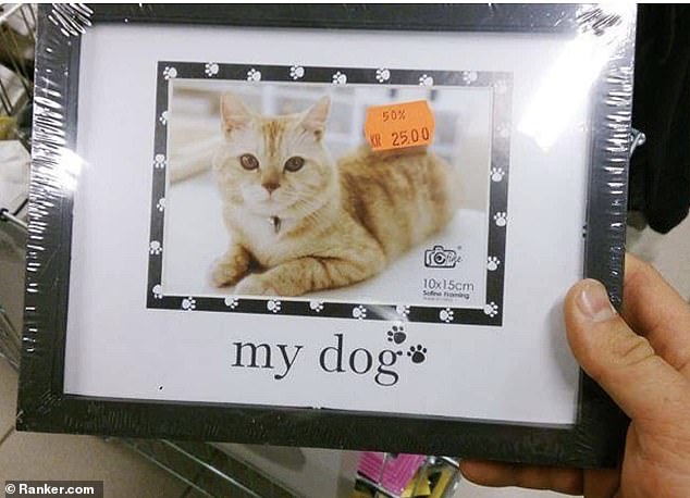 Welche Rasse ist das?  Auf einem Fotorahmen in Schweden, auf dem die Worte „mein Hund“ standen, war als Platzhalter ein Schnappschuss einer Katze im Rahmen zu sehen