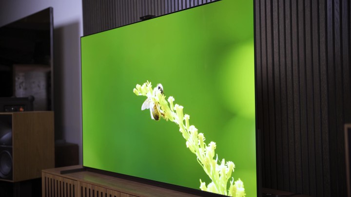Eine Biene klammert sich an das Ende eines langen Blütenzweigs auf einem leuchtend grünen Hintergrund, gezeigt auf einer Sony A95L QD-OLED.