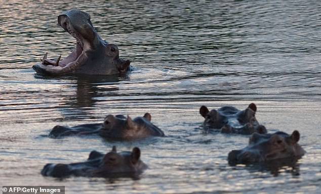 Flusspferde schwimmen im November 2013 in einer Lagune im Hacienda Napoles Park. Am Donnerstag kündigte die kolumbianische Regierung einen Plan zur Kontrolle der Population an, die auf 169 angewachsen ist und bis 2035 auf 1.000 ansteigen könnte, wenn keine Maßnahmen ergriffen werden