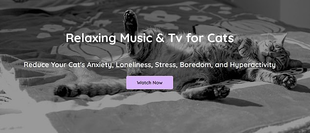 Der Dienst bietet Musik und Videos speziell für Hunde und Katzen (Musik für Haustiere).