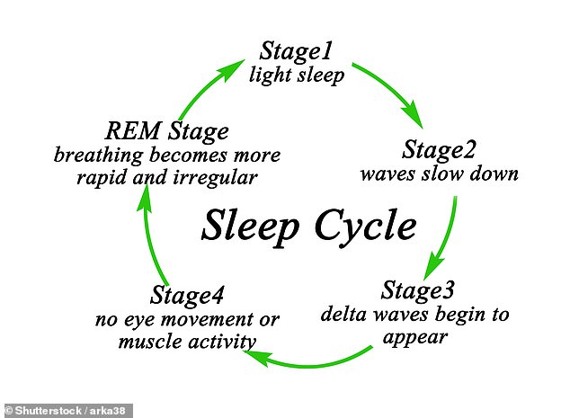Im REM-Schlafzyklus befinden Sie sich im tiefsten Schlafzustand und beginnen zu träumen