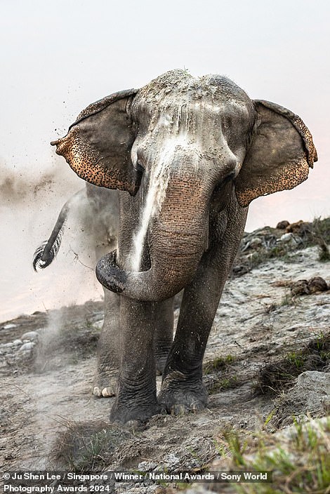 Dieses fesselnde Bild von Ju Shen Lee, der Gewinnerin des Singapore National Award, zeigt einen Elefanten beim Sandbaden in Nepal.  Der Fotograf erklärt, dass Sand die Haut eines Elefanten vor Insektenstichen schützt und sie in den kühleren Monaten warm hält, und fügt hinzu: „Der feine Sand entlang des Narayani-Flusses ist perfekt.“ "Bad"'