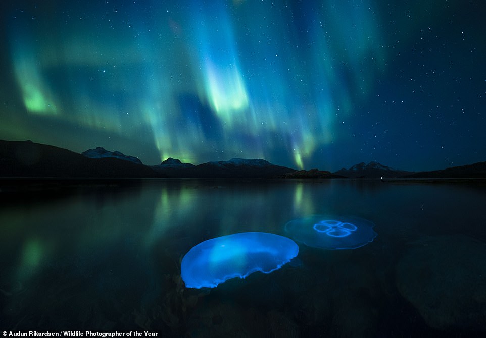 Für „Aurora Jellies“ fotografierte der hochgelobte Finalist Audun Rikardsen zwei Mondquallen im kühlen herbstlichen Wasser eines Fjords außerhalb von Tromsø in Nordnorwegen, beleuchtet von der Aurora Borealis