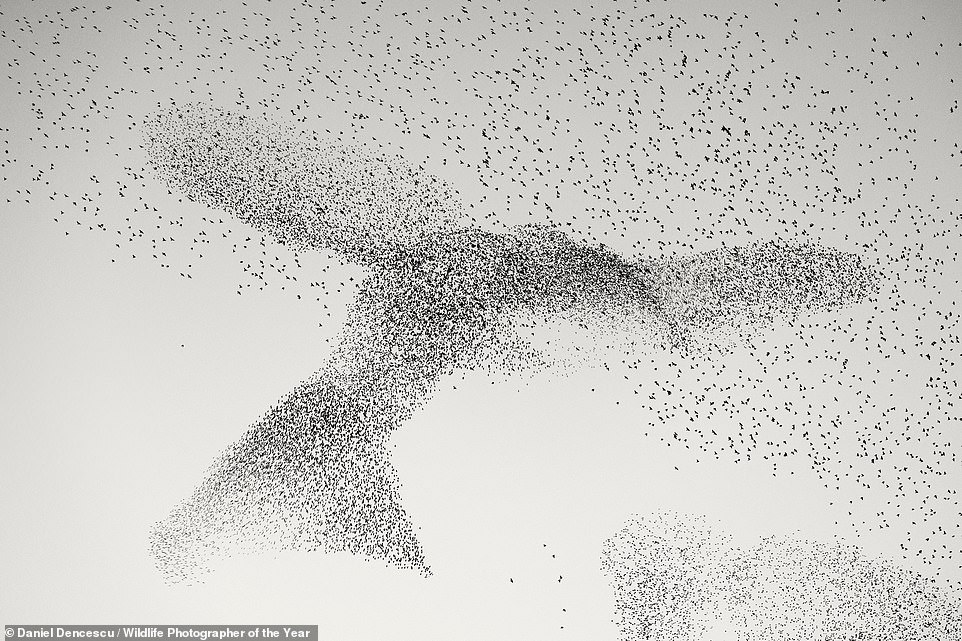 Das hochgelobte „Starling Murmuration“ von Daniel Dencescu zeigt eine faszinierende Masse von Staren, die auf dem Weg zu Gemeinschaftsquartieren über Rom, Italien, die Form eines riesigen Vogels annehmen