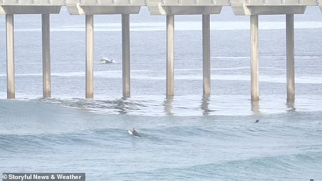 Aufnahmen von diesem Moment zeigten eine Gruppe Surfboarder vor der Küste von La Jolla in San Diego, wie sie Orcas dabei zusahen, wie sie durch das Wasser sprangen