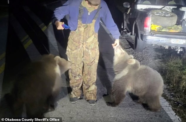 Die Bären sorgten diesen Monat für Schlagzeilen, nachdem die Polizei von Florida Körperkameraaufnahmen veröffentlichte, die zwei Bärenjunge zeigen, die um 3:30 Uhr morgens durch eine dunkle Straße wandern