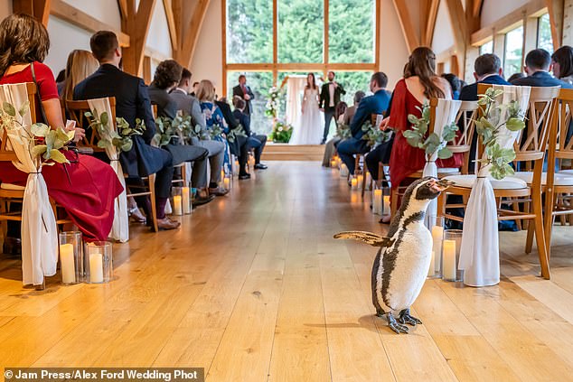 Der Pinguin Pringle ging am Hochzeitstag von Jen und Tom den Gang entlang