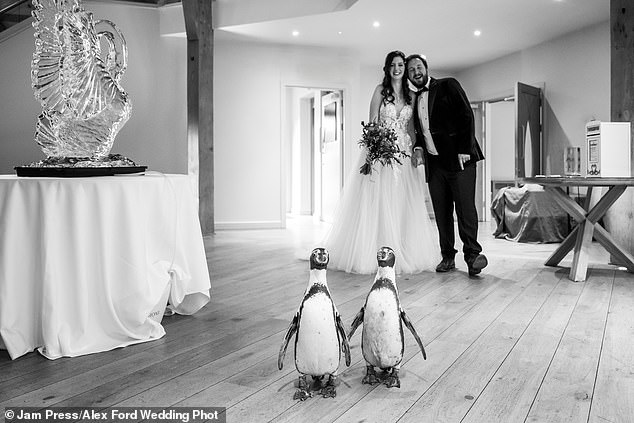 Jen und Tom mit den beiden Pinguinen Pringle und Widget an ihrem Hochzeitstag