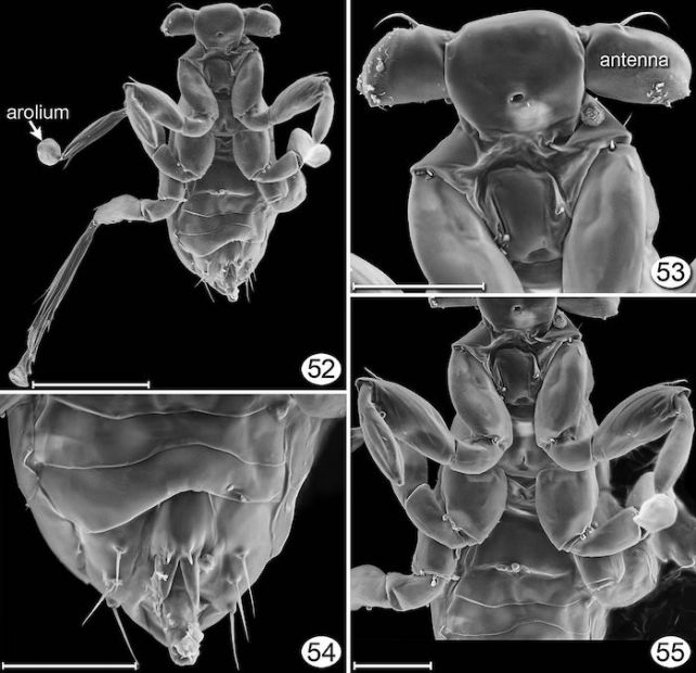 Bildgebung der Schlupfwespe Dicopomorpha echmepterygis 