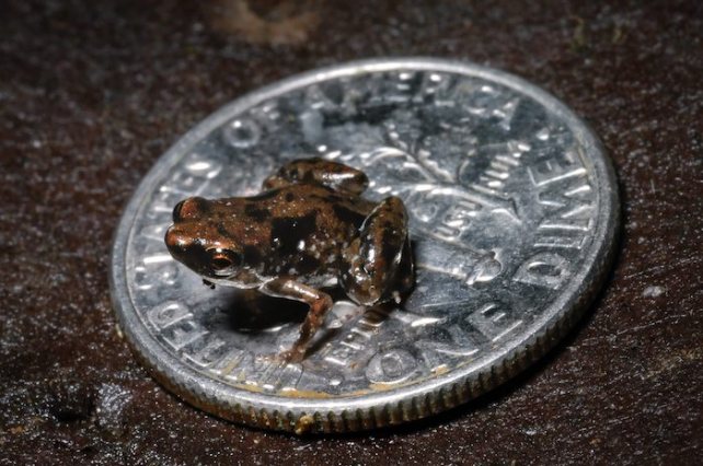 Die winzige Paedophryne amauensis auf einer Münze