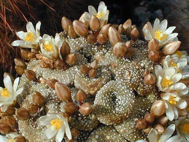Der Kaktus Blossfeldia liliputana, aus dem Blüten wachsen