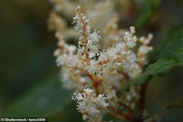 Die Blüten des Staudenknöterichs (im Bild) sind klein und cremeweiß.  Sie wachsen in dichten Büscheln entlang des Stängels und blühen im Spätsommer bis Frühherbst