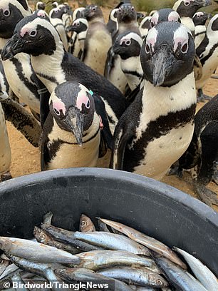 Tintenfische haben Katarakte und Schwierigkeiten beim Sehen, sind aber selten weit von Pinguinen entfernt – insbesondere zu den Mahlzeiten