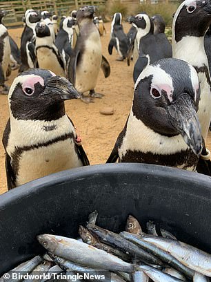Tintenfische, die während der geschäftigen Fütterungszeiten oft desorientiert sind, verlassen sich auf die unerschütterliche Ruhe des Pinguins