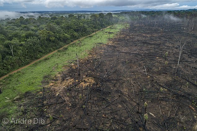 Die Abholzung von Wäldern für die Landwirtschaft ist eine der Hauptursachen für die Degradierung und Entwaldung des Amazonasgebiets.  Wissenschaftler gehen davon aus, dass bis zum Jahr 2050 10 bis 47 Prozent der kleineren Wälder im Amazonasgebiet in einer Abwärtsspirale der Zerstörung irreparabel geschädigt sein könnten