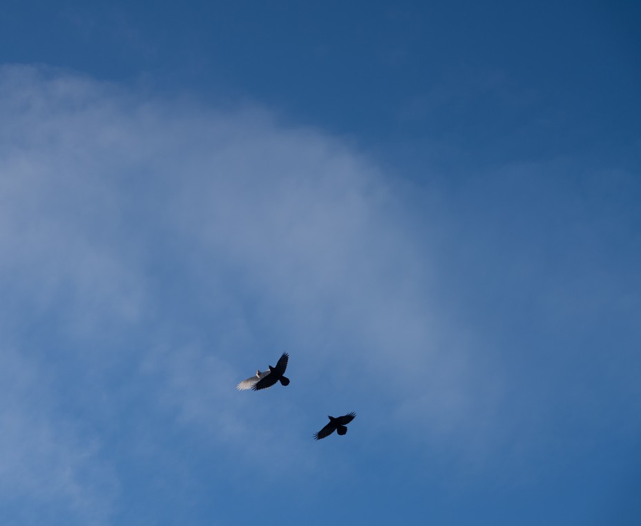Bild eines seltenen leukistischen Raben, der mit zwei schwarzen Raben im Spenard-Viertel von Anchorage fliegt.