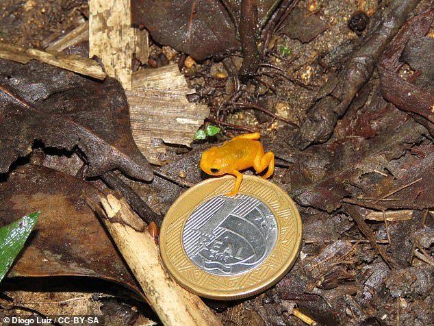 Oben posiert einer der unterlegenen Konkurrenten der Flohkröte, die Kürbiskröte oder Brachycephalus ephippium, ebenfalls mit einer weiteren brasilianischen 1-Real-Münze