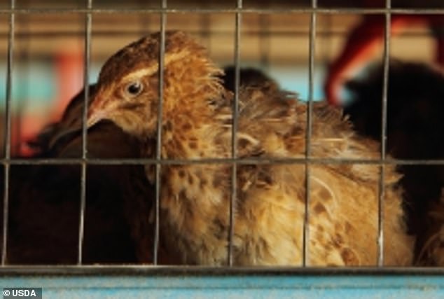 Das Obige zeigt ein eingesperrtes Huhn aus dem USDA-Labor, das mit Wissenschaftlern der chinesischen Regierung an der Gain-of-Function-Forschung der Vogelgrippe arbeitet