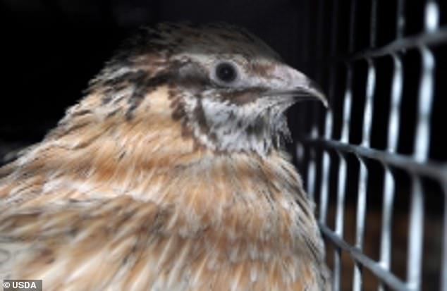 Das Obige zeigt ein eingesperrtes Huhn aus dem USDA-Labor, das mit Wissenschaftlern der chinesischen Regierung an der Gain-of-Function-Forschung der Vogelgrippe arbeitet