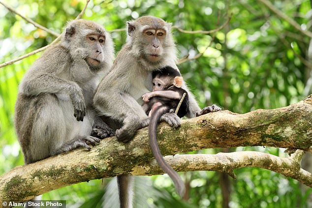 Langschwanzmakaken stammen aus Südostasien.  Mehrere Beamte von Safer Human Medicine haben Verbindungen zu einem Unternehmen, gegen das wegen des Exports der gefährdeten Affen aus ihrem natürlichen Lebensraum ermittelt wird
