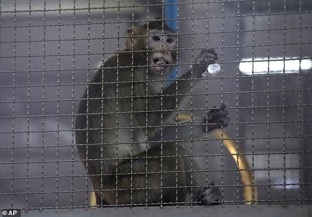 Ein Langschwanzmakaken in einem Käfig.  Dieser in Thailand geborene Affe war für ein Forschungslabor bestimmt