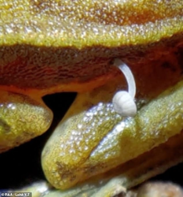 Mykologen glauben, dass es sich um einen Haubenpilz handelt, der aus dem mittleren Goldrückenfrosch des Rao wächst