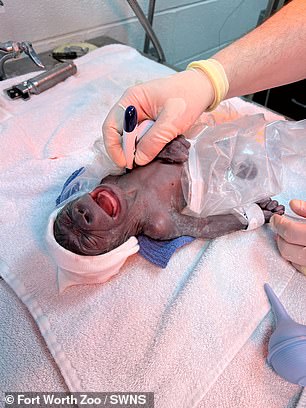 Fotos zeigen, wie der kleine Gorilla in einer Umgebung betreut wird, die fast der eines menschlichen Babys ähnelt