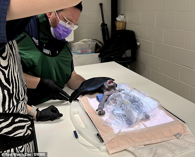 Tierpfleger im Fort Worth Zoo, Texas, riefen ein Team von Gynäkologen hinzu, die normalerweise ihre Zeit damit verbringen, schwangere Frauen zu betreuen, um bei der dringenden Entbindung zu helfen
