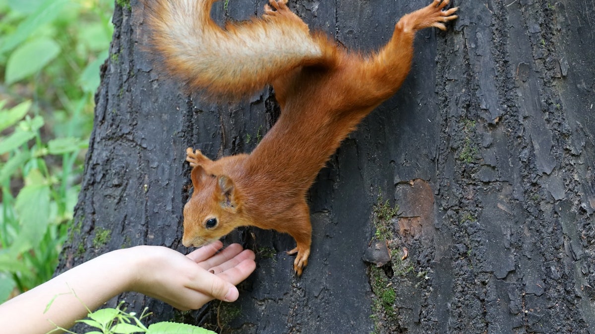 Eichhörnchen mit der Hand