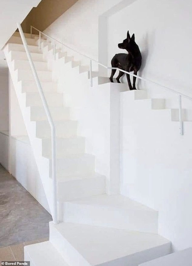 Manche Menschen haben ihre eigenen Prioritäten, wenn sie eine Treppe nur für ihre Haustiere bauen