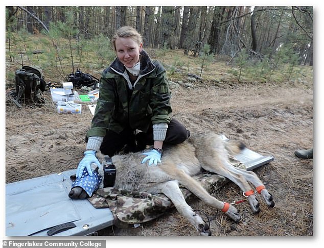 Forscherin Cara Love mit einem Wolf in der Nähe von Tschernobyl